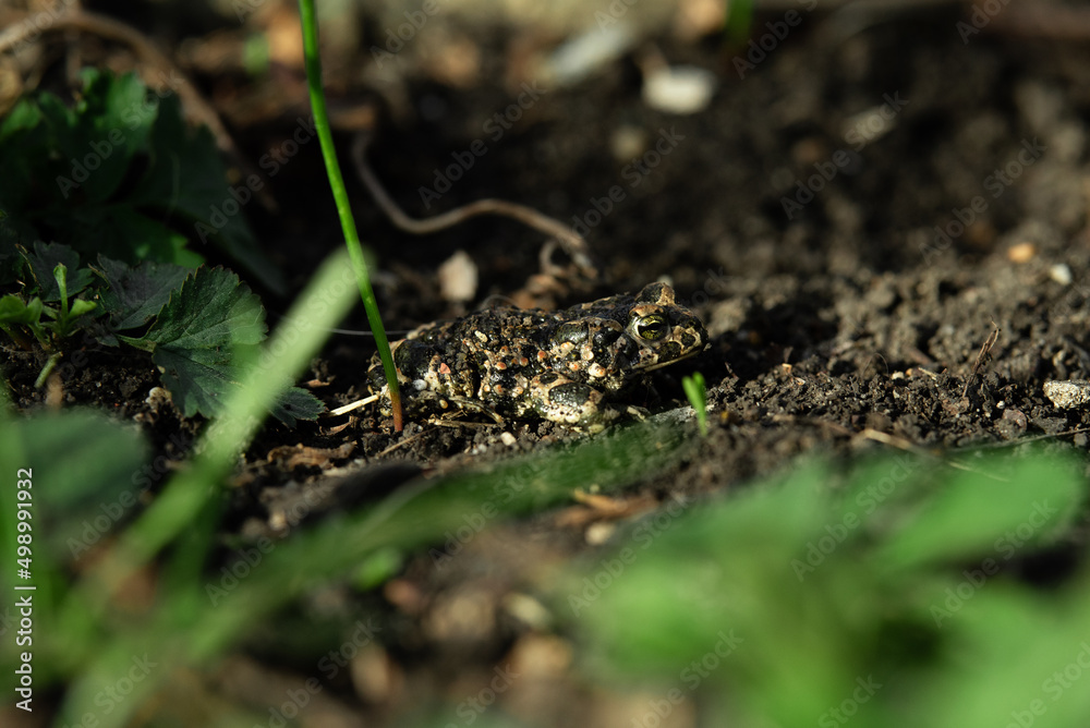 Fototapeta premium frog in the grass