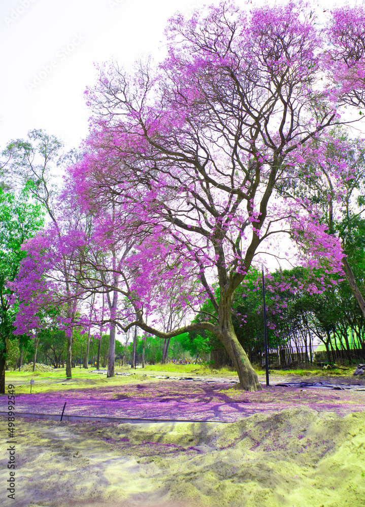 Obraz premium violet jacaranda trees in forest park