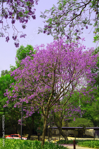 violet jacaranda trees in forest park