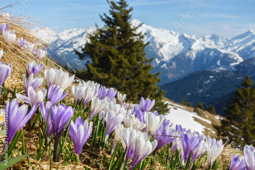 Krokusblüte im Frühjahr im Zillertal in Tirol Österreich © by paul