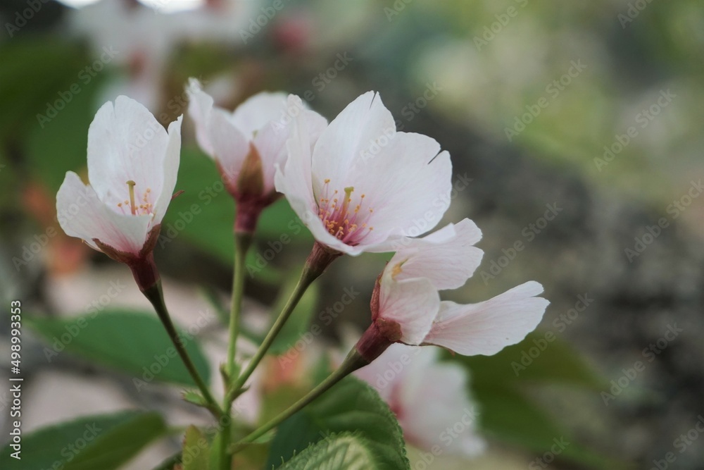 白く清らかな桜の花の色