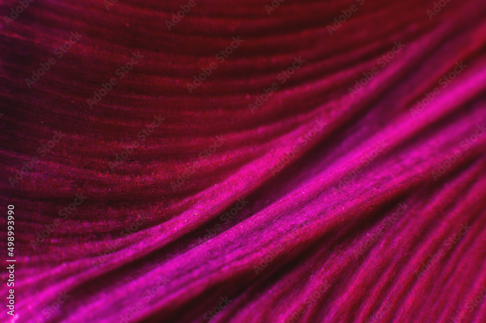 Extreme macro Bright close-up of a flower petal in pink. Abstract flower petal texture background.