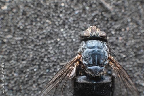 Extremely close-up of a dead fly covered with dust particles. Shallow depth of field dead insects photo