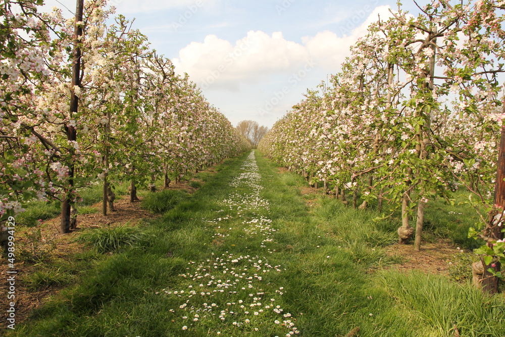 two rows of apple trees with pink blossom in an orchard in the netherlands in springtime