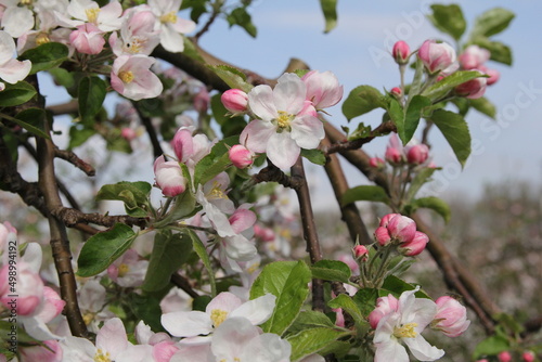 beautiful pink and white blossom and flower buds at a branch of an apple tree closeup in an orchard in springtime