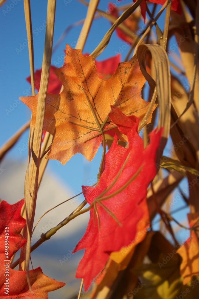 Obraz premium red autumn leaves