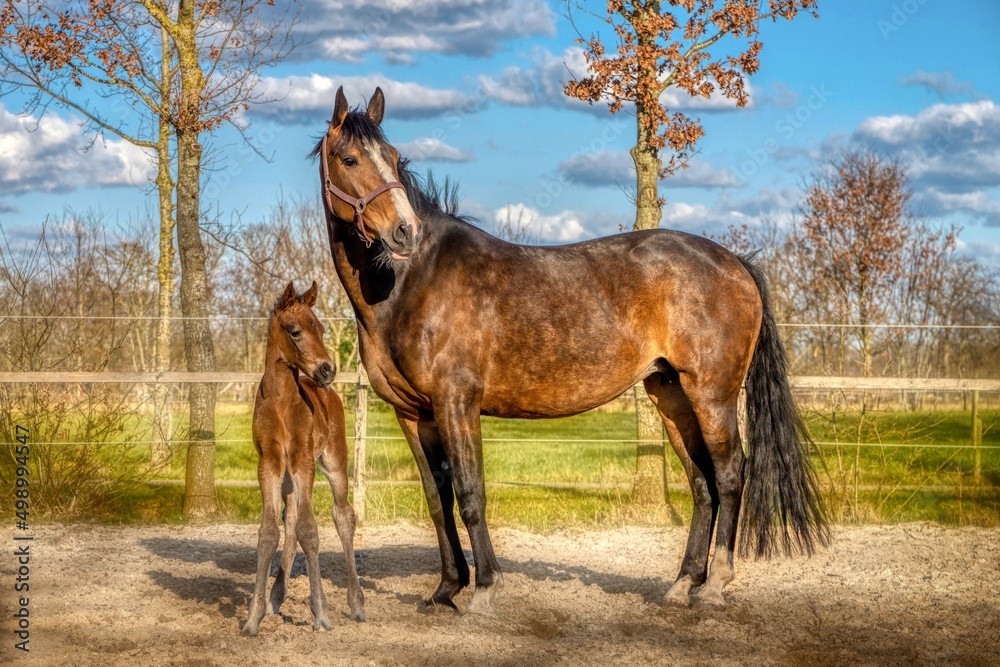 A week old dark brown foal stands outside in the sun with her mother. mare with red halter. Warmblood, KWPN dressage horse. animal themes, newborn
