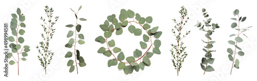 Foto Eucalyptus branches with fresh leaves on white background, collage