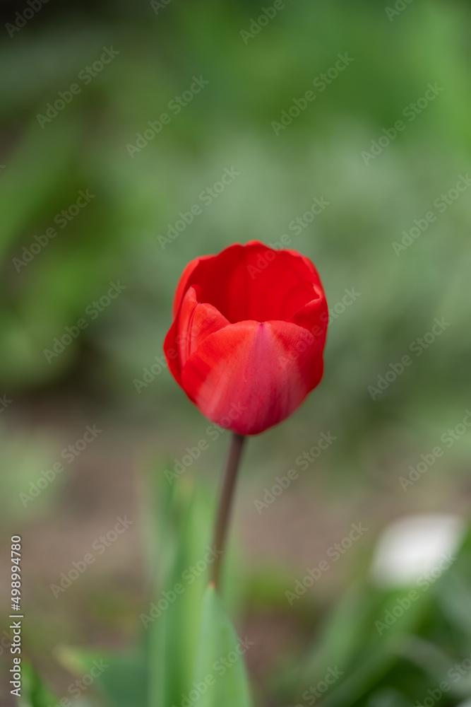 Naturfotografie - Blumen und Pflanzen Naturfotografie - Blumen und Pflanzen