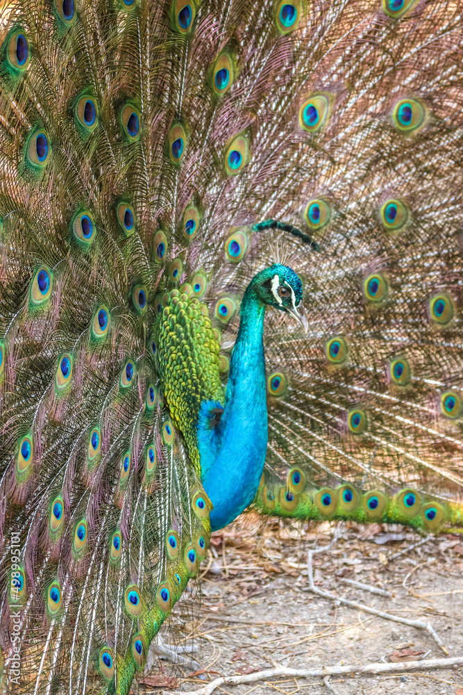 Fototapeta premium Cartagena, Colombia