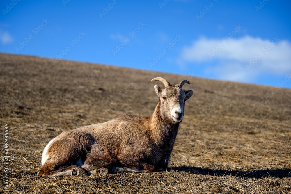 Bighorn sheep (Ovis canadensis) in Jasper National Park, Alberta, Canada Bighorn sheep (Ovis canadensis) in Jasper National Park, Alberta, Canada