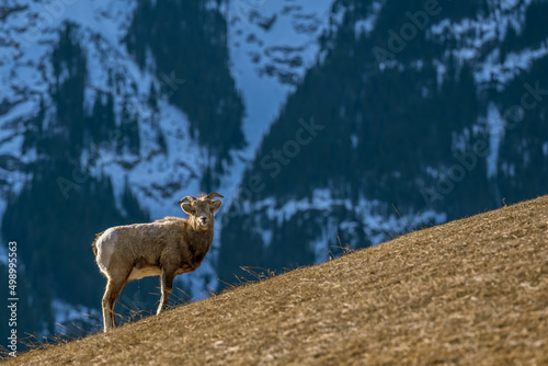 Bighorn sheep (Ovis canadensis) in Jasper National Park, Alberta, Canada