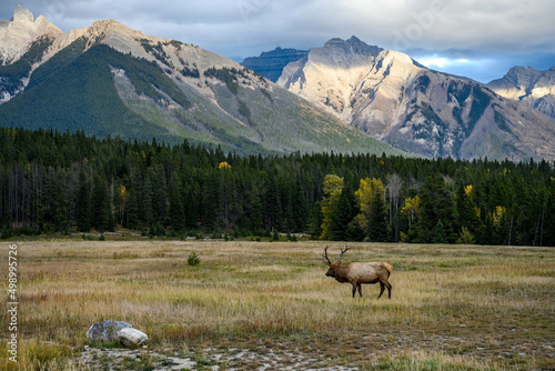 Wild Elk or also known as Wapiti (Cervus canadensis) in Jasper National Park, Alberta, Canada photo