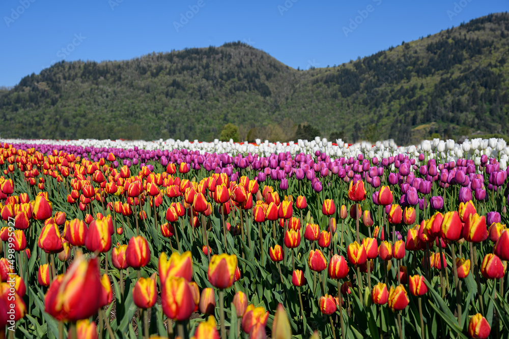 Vibrant photo of a bright colorful tulip field