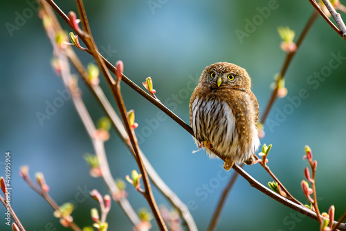Northern pygmy owl (Glaucidium californicum) perching on a branch in British Columbia