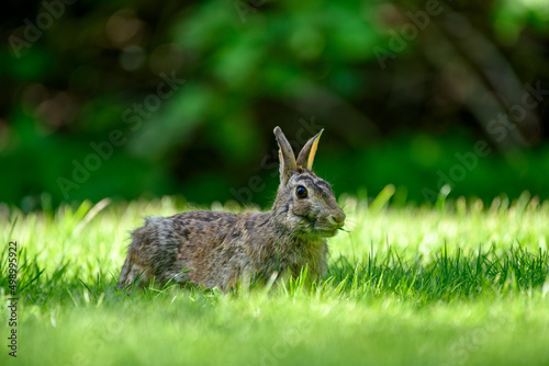 Close-up photo with copy space of an eastern cottontail rabbit (Sylvilagus floridanus) in British Columbia, Canada © Zsuzsanna