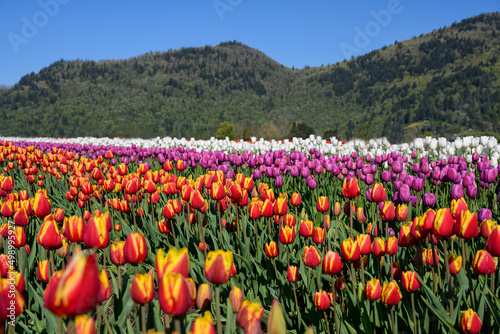 Vibrant photo of a bright colorful tulip field