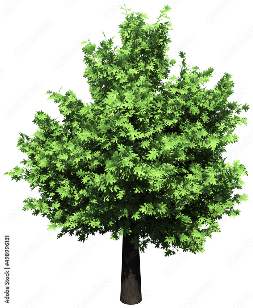 Obraz premium Oak tree isolated