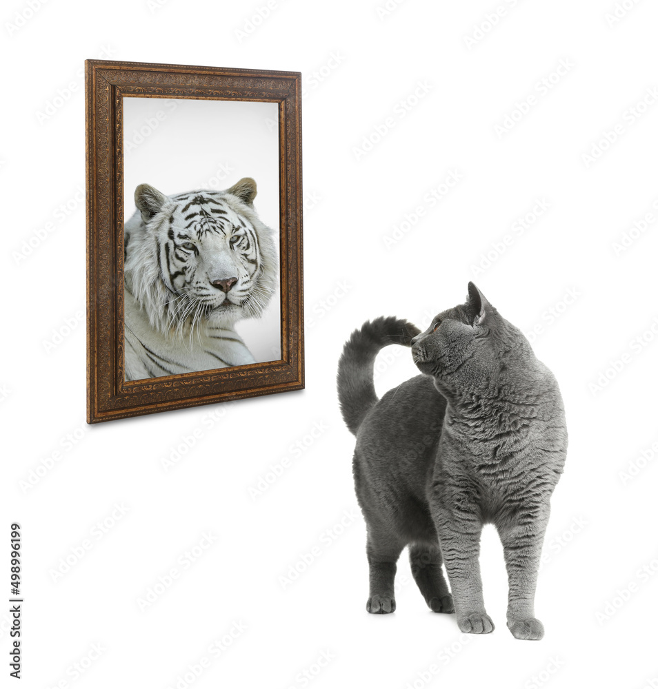 Obraz premium Cute cat looks like tiger into reflection of mirror on white background