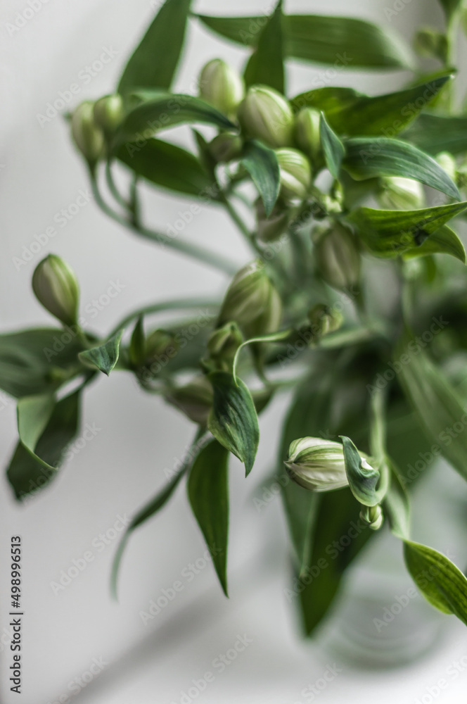 Bouquet of white lilies with unblown buds in a glass vase on the windowsill top view. Bouquet of white lilies with unblown buds in a glass vase on the windowsill top view.