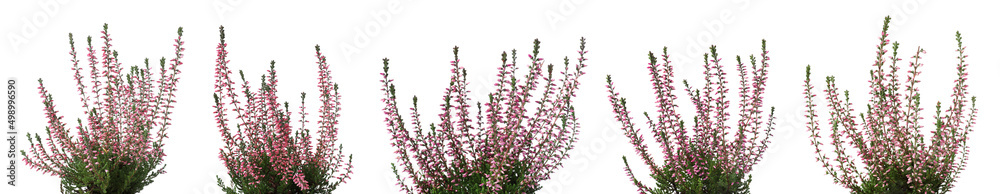 Obraz premium Heathers with beautiful flowers on white background, collage. Banner design