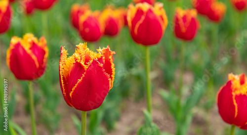red flowers of fresh holland tulips in summer