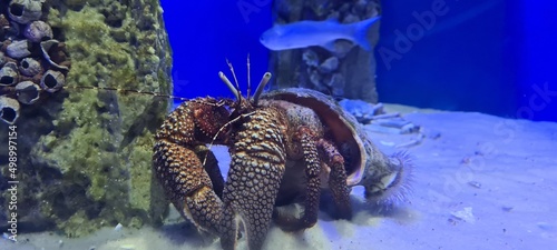 Foto octopus in aquarium