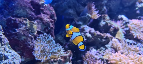 Foto coral reef in aquarium