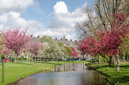 Rotterdam, The Netherlands, April 14, 2022:view along Statensingel canal in Blijdorp neighbourhood with green slopes and varies species of blossoming trees photo