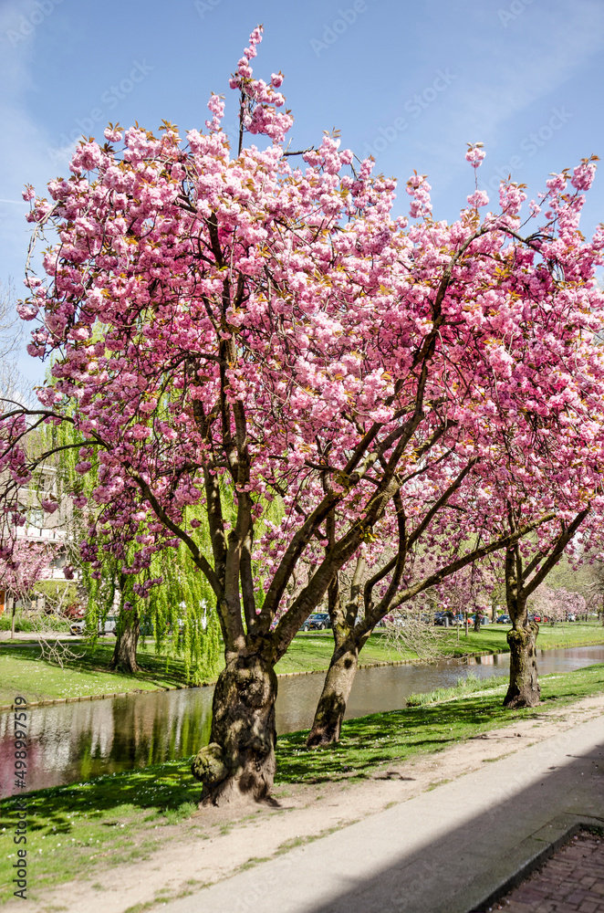 Obraz premium Rotterdam, The Netherlands, April 14, 2022: three Japanese cherry trees (prunus serrulata) on a sunny day in spring along Statensingel canal in Blijdorp neighbourhood