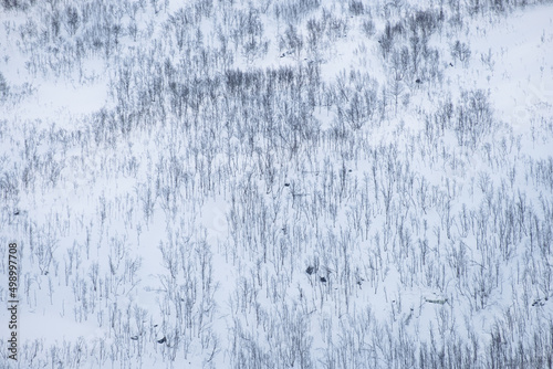 Dry forest on snow covered hill