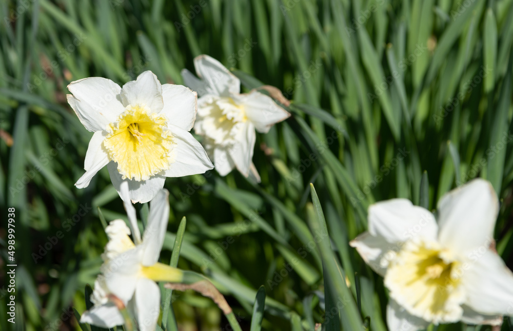 white flowers of narcissus in blooming spring nature white flowers of narcissus in blooming spring nature