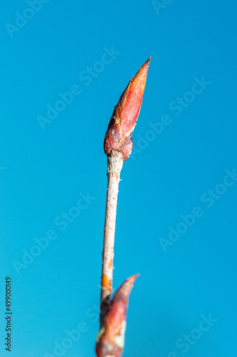 Bud of Betula albosinensis fascination in spring. photo