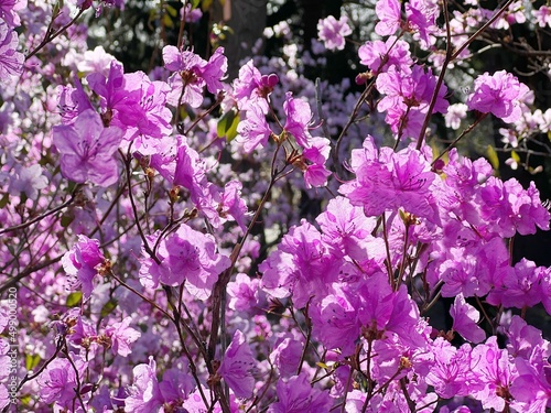 Beautiful pink flowers Rhododendron in spring garden. photo