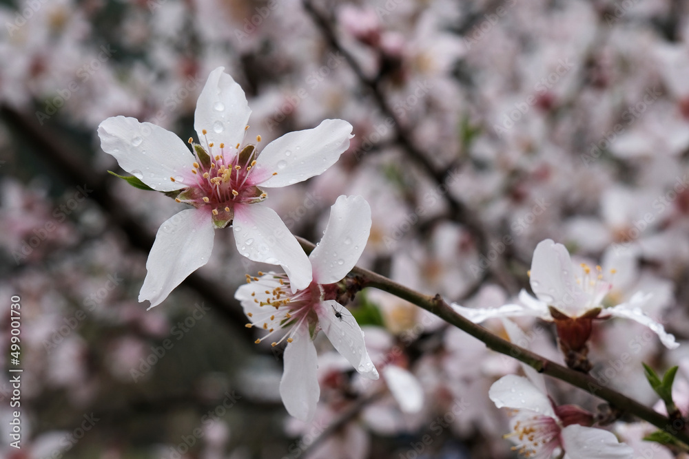 Closeup view of blooming apricot with rain dpops. Closeup view of blooming apricot with rain dpops.