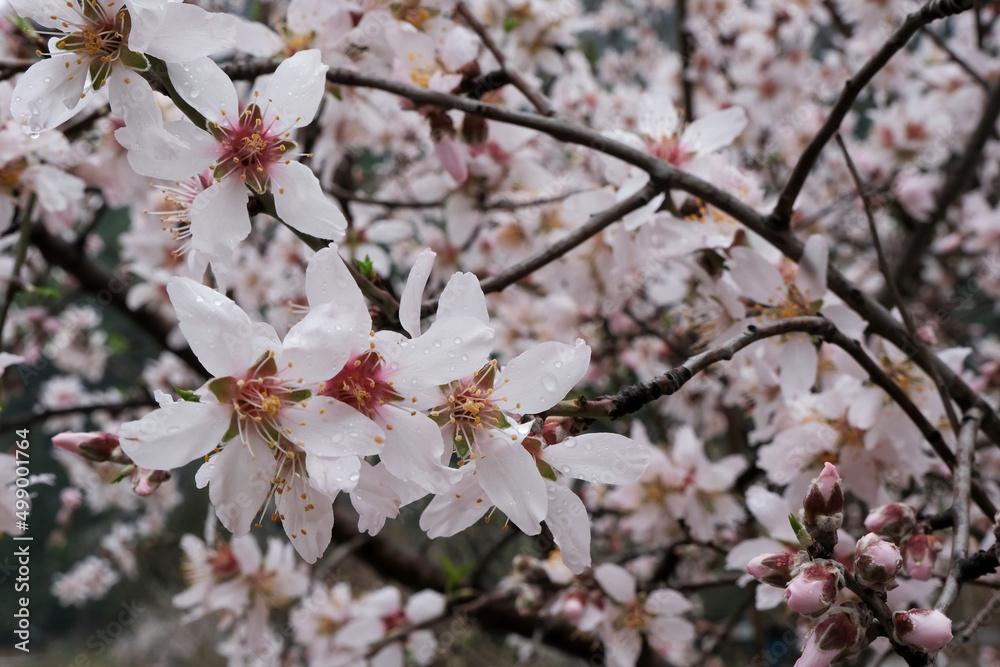 Blooming apricot with rain drops on it.