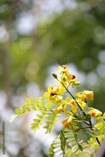 Fotografia Flor do Pau Brasil