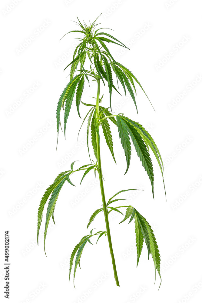 Image of a large green twig of cannabis isolated on a white background. Image of a large green twig of cannabis isolated on a white background.
