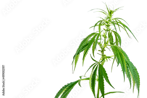 Image of a large green twig of cannabis isolated on a white background.
