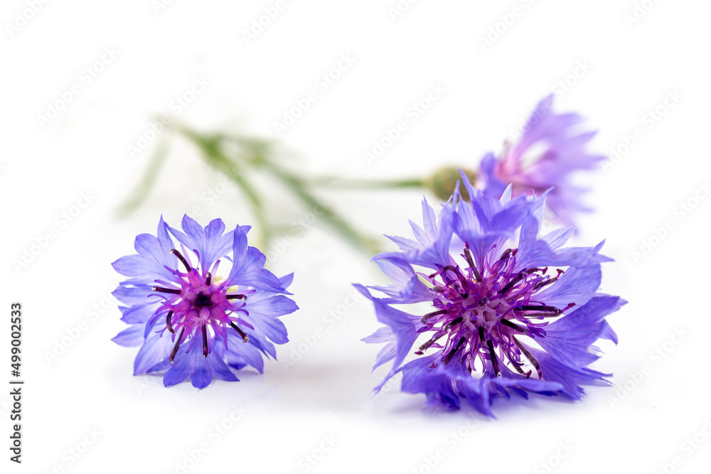 Close up of a Cornflower (Centaurea cyanus) flower isolated on a white.