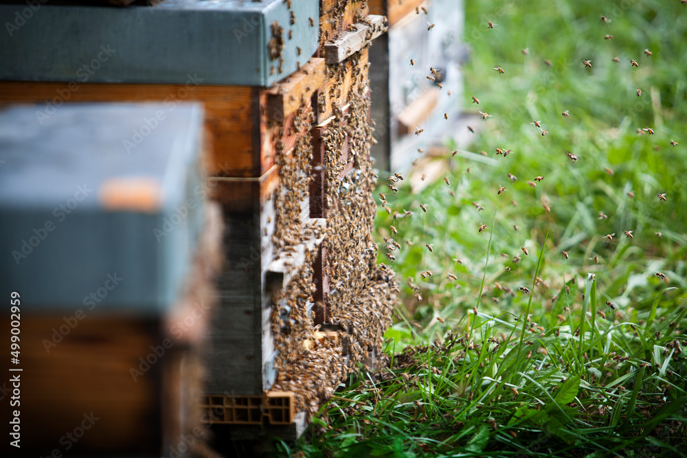 The bees are driven from their hives while their honey is harvested. The bees are driven from their hives while their honey is harvested.