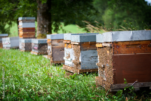 The bees are driven from their hives while their honey is harvested.