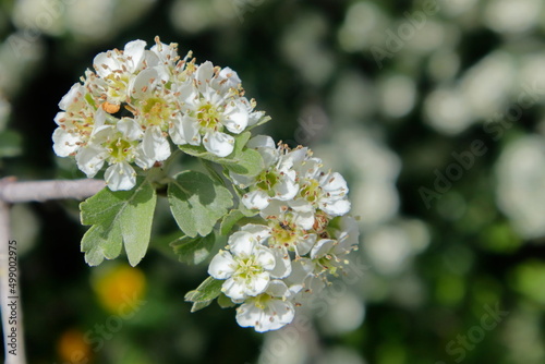 Hawthorn flowers in the park