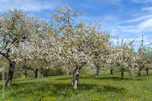 Streuobstwiese mit mehreren alten blühenden Apfelbäumen im sonnigen Frühling photo