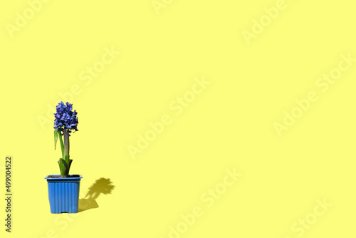 Fototapeta Naklejka Na Ścianę i Meble -  blue flower of Hyacinth in blue plastic pot against on a yellow background
