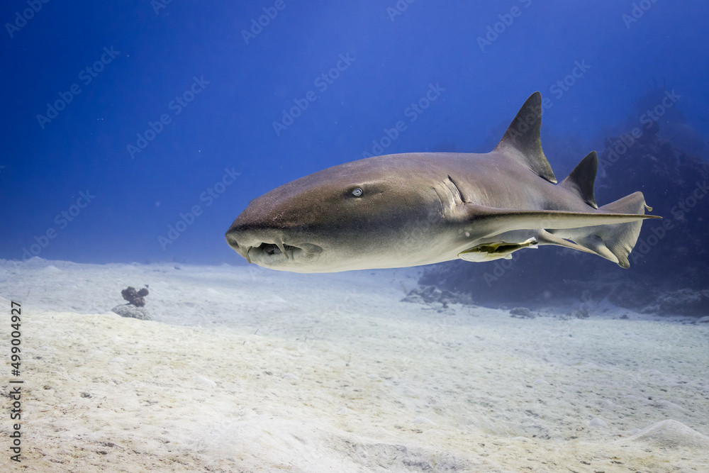 Fototapeta premium Caribbean Nurse shark swiming in the ocean reef