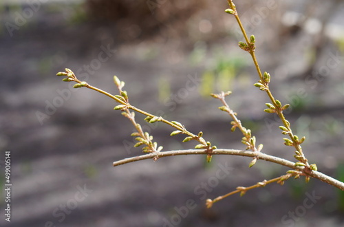 spring with a twig of a shrub forsythia with budding buds on the background of a flowerbed with growing flowers after winter macro photo