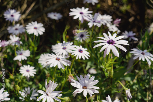 field of daisies