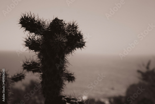 silhouette of a cactus