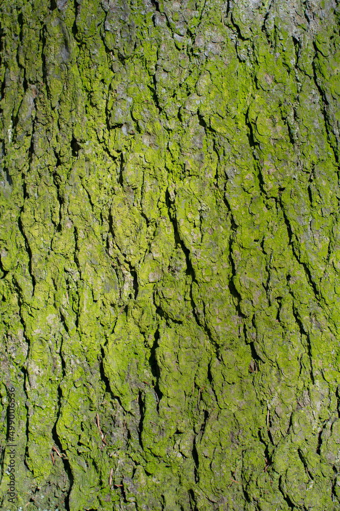 green bark texture background green bark texture background